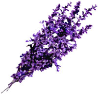 lavender aromatherapy